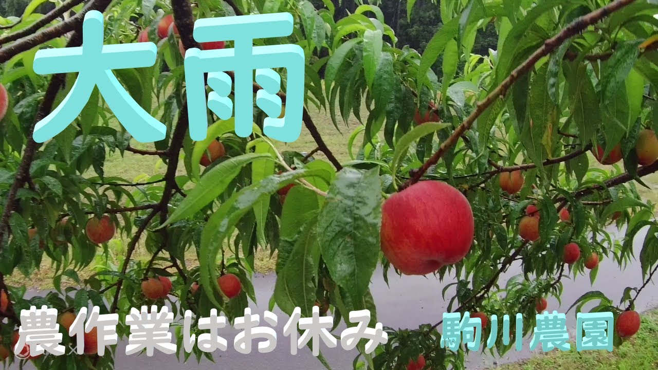 畑の様子　目指せ100品目　邑南町　駒川農園　21.6.4