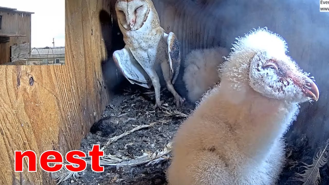 Wildlife Learning Moment 👀 Mom & 3 Chicks Thermoregulate