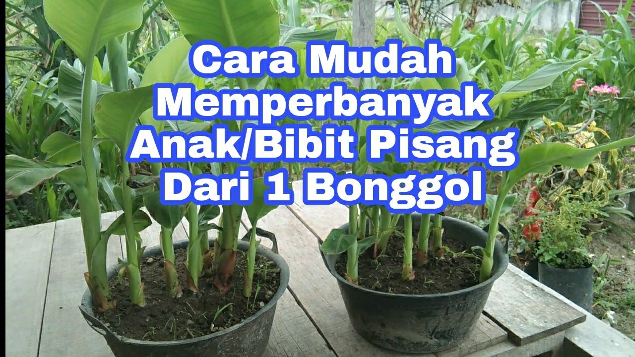 Cara Pembibitan Pisang Dari 1 Bonggol II Perbanyak Anakan/Bibit Pisang Barangan @muller-67-S1i #pisang