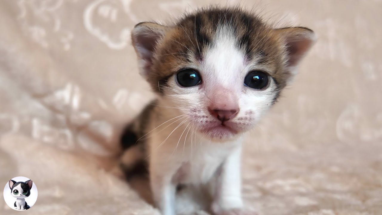 Как растут котята: от 0 дней до 2 недель!
