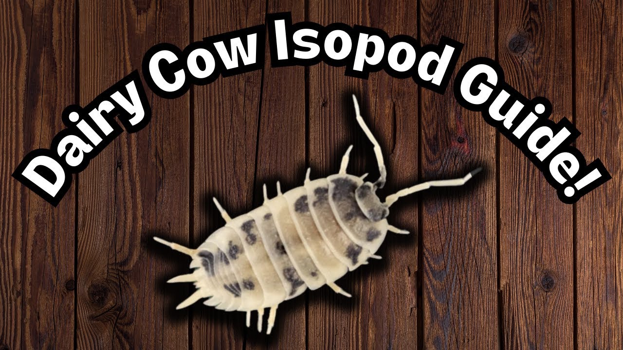 Isopod Care Guide | Dairy Cow Porcellio Laevis Isopod Guide | Spooderpods