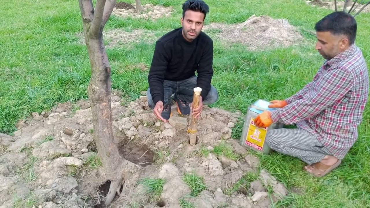 Root rot in apple trees ( practical demonstration)