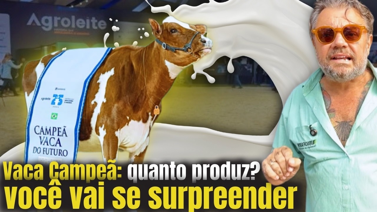 VACA CAMPE&Atilde; NA AGRO LEITE: ORDENHA ROBOTIZADA, VACAS DE ELITE E BEM-ESTAR ANIMAL! 🐄🤖