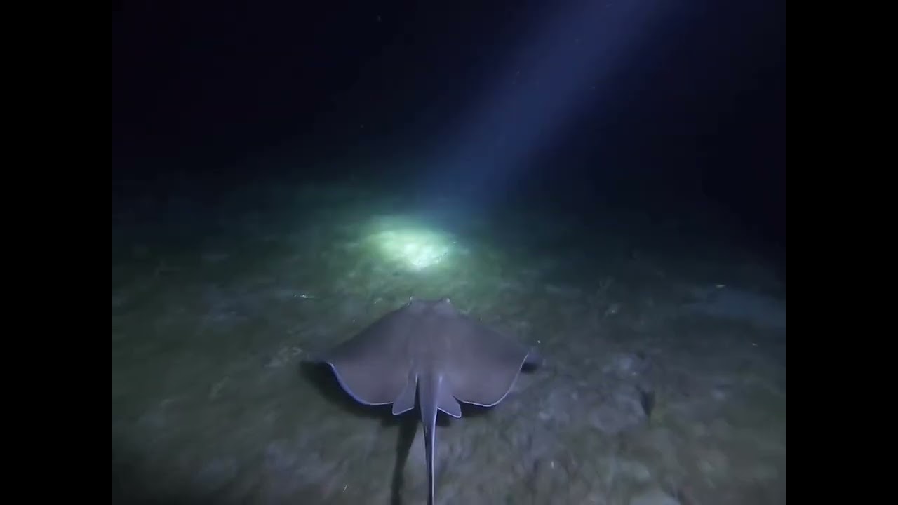 Blue heron bridge, Night time snorkeling