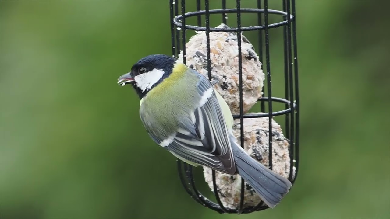 footage: Buntspecht, Eichhörnchen, Singvögel