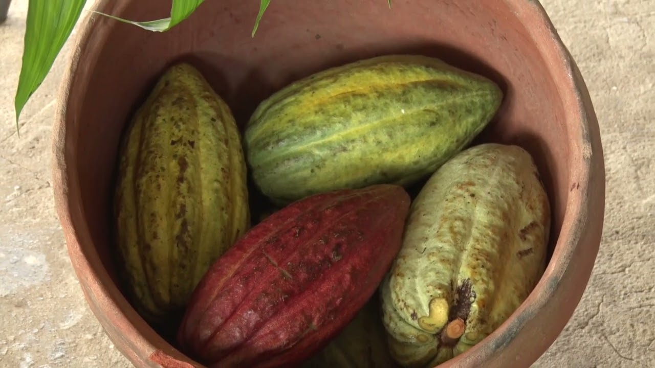 Royal Visit  Che'il Cacao Farm and Chocolate Making