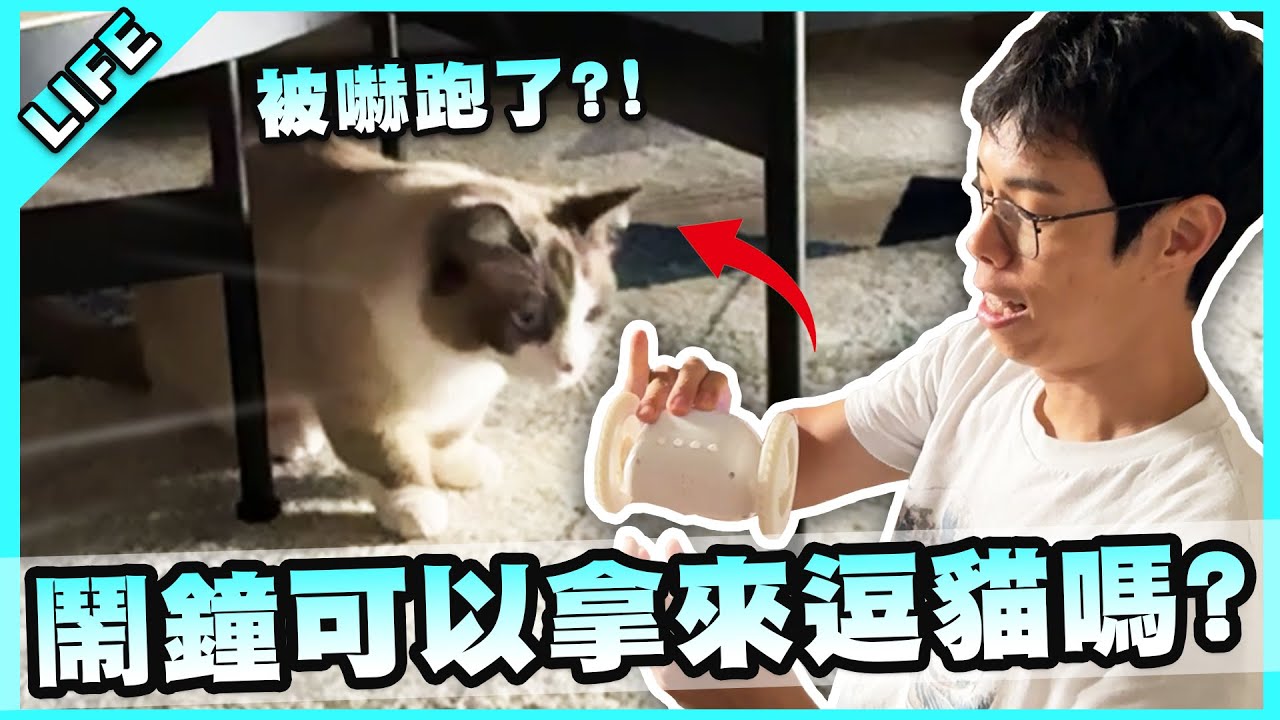 逃跑鬧鐘VS.膽小貓咪！究竟牠會抓到鬧鐘還是被鬧鐘嚇跑？【胡子Life】