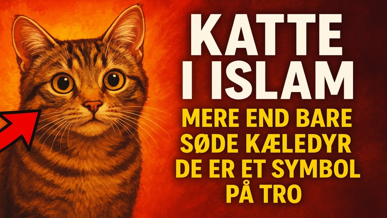 Katte i Islam: Mere end bare søde kæledyr – de er et SYMBOL på tro. Her er hvorfor.