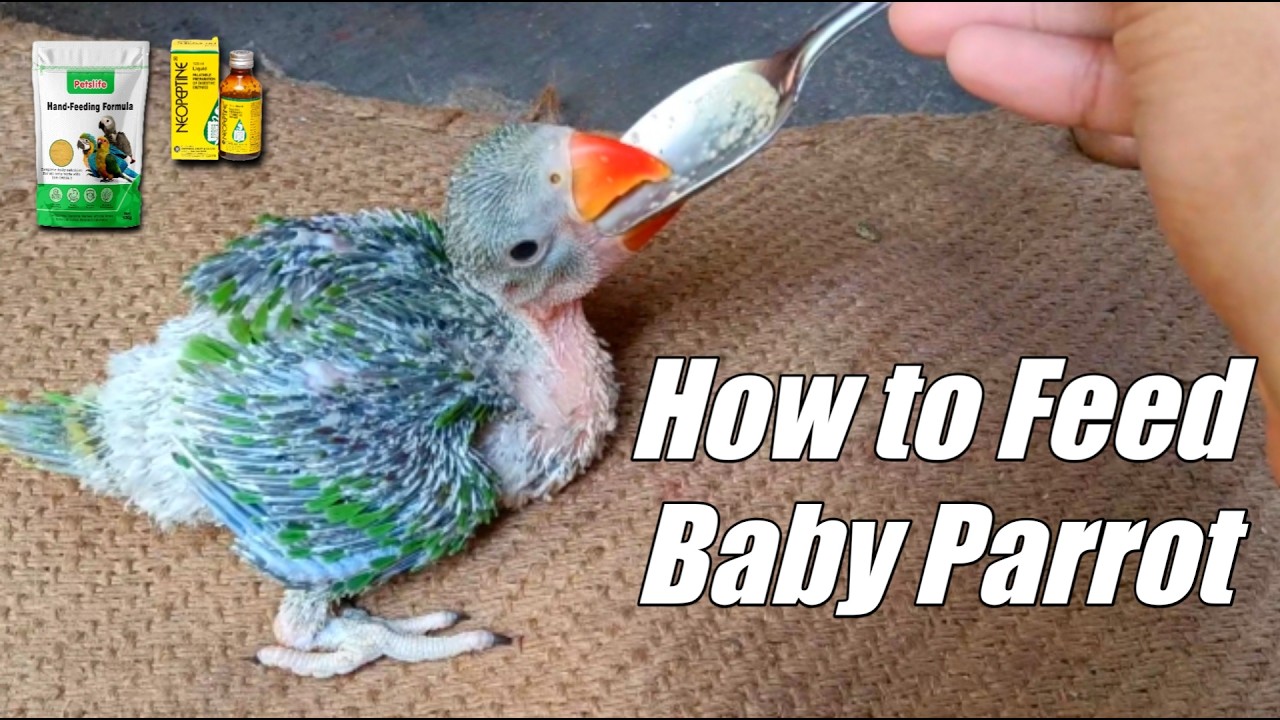 How to Feed Baby Parrot in Hindi || Baby Parrot Feeding Information || Kutu The Parrot