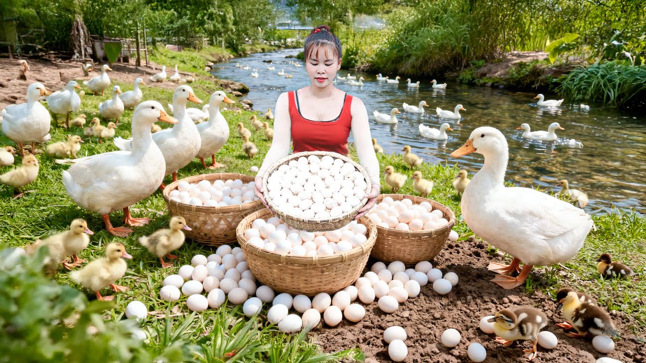 Harvesting 1000+ Duck Eggs & Taking Them to Market to Sell | Bushcraft Farm
