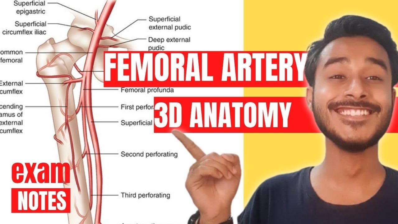 Femoral Artery Anatomy 3D | branch of femoral artery anatomy | femoral artery course anatomy