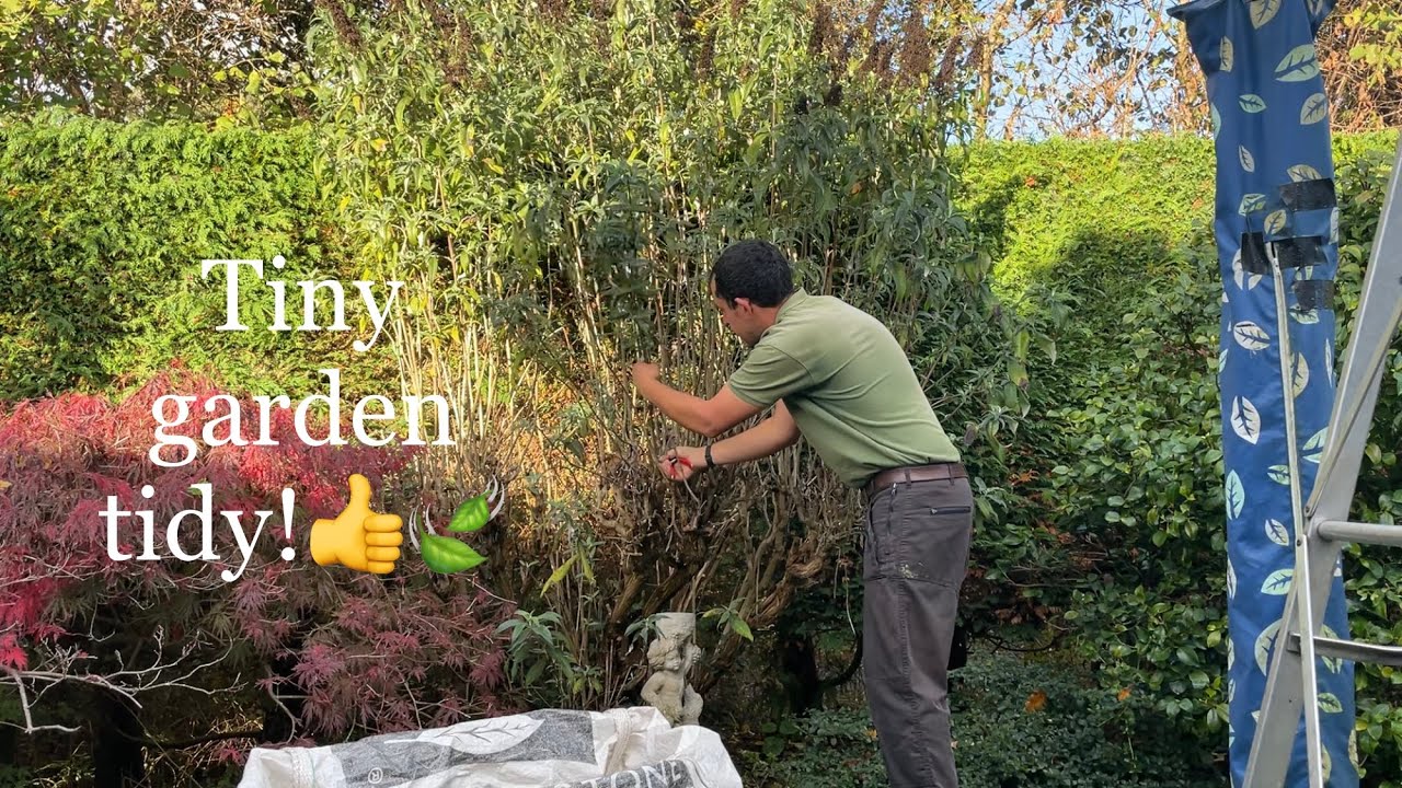 Tidying up a small back garden to stop it becoming overgrown 😀🍂