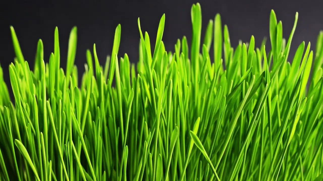 GRASS EDIT
