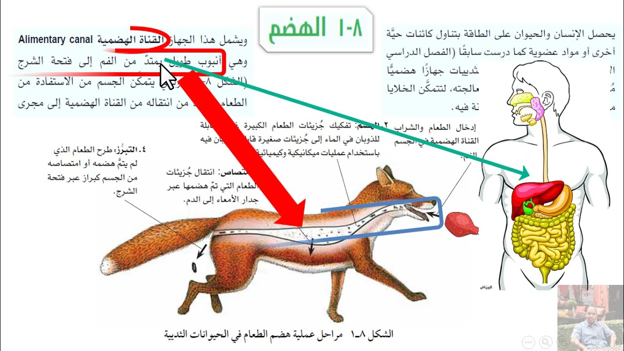 الهضم أحياء الصف التاسع الفصل الدراسي الثاني منهج كامبردج