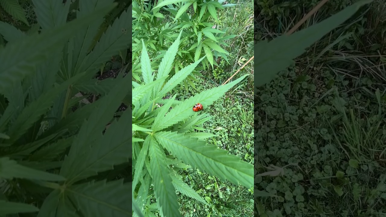 Skunk No1 from AGSeedco #cannabisdaily #skunk #cannabiseducation #ladybug