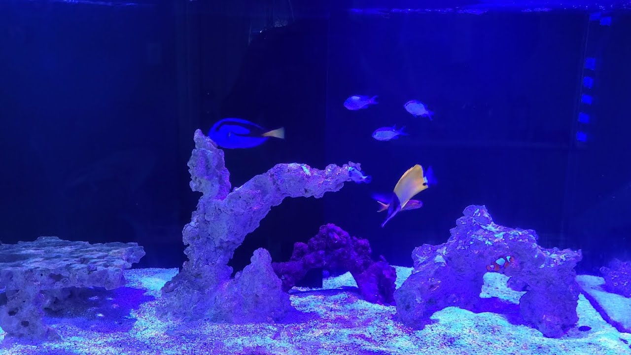 MONTH 2. New fish.#waterbox 110.4 Gen 2