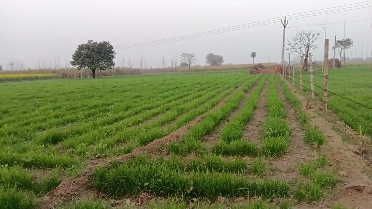 #Agale janm mein banegi #bhains dudh Tera k dunga#अगले जन्म में बनेगी तू भैंस दूध तेरा कर दूंगा 2026