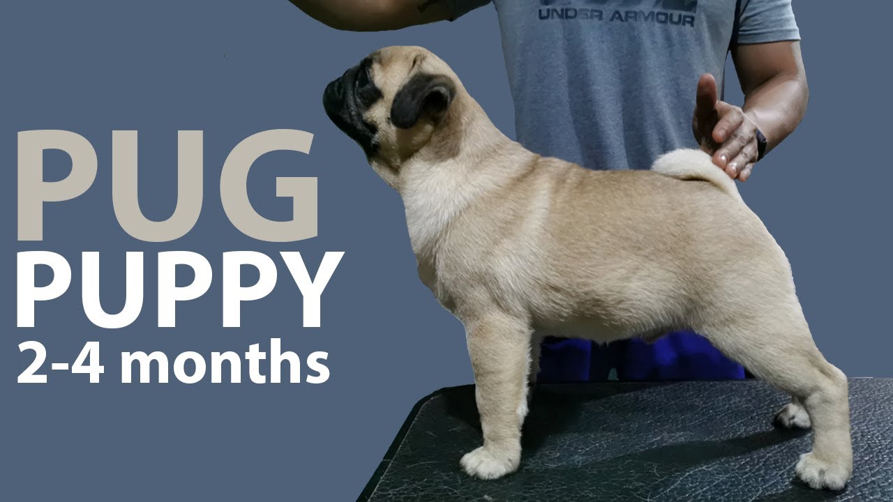 KEEPING UP WITH THE PUGLITOS | PUG PUPPIES TRAINING AND ACTIVITIES FROM 2-4 MONTHS