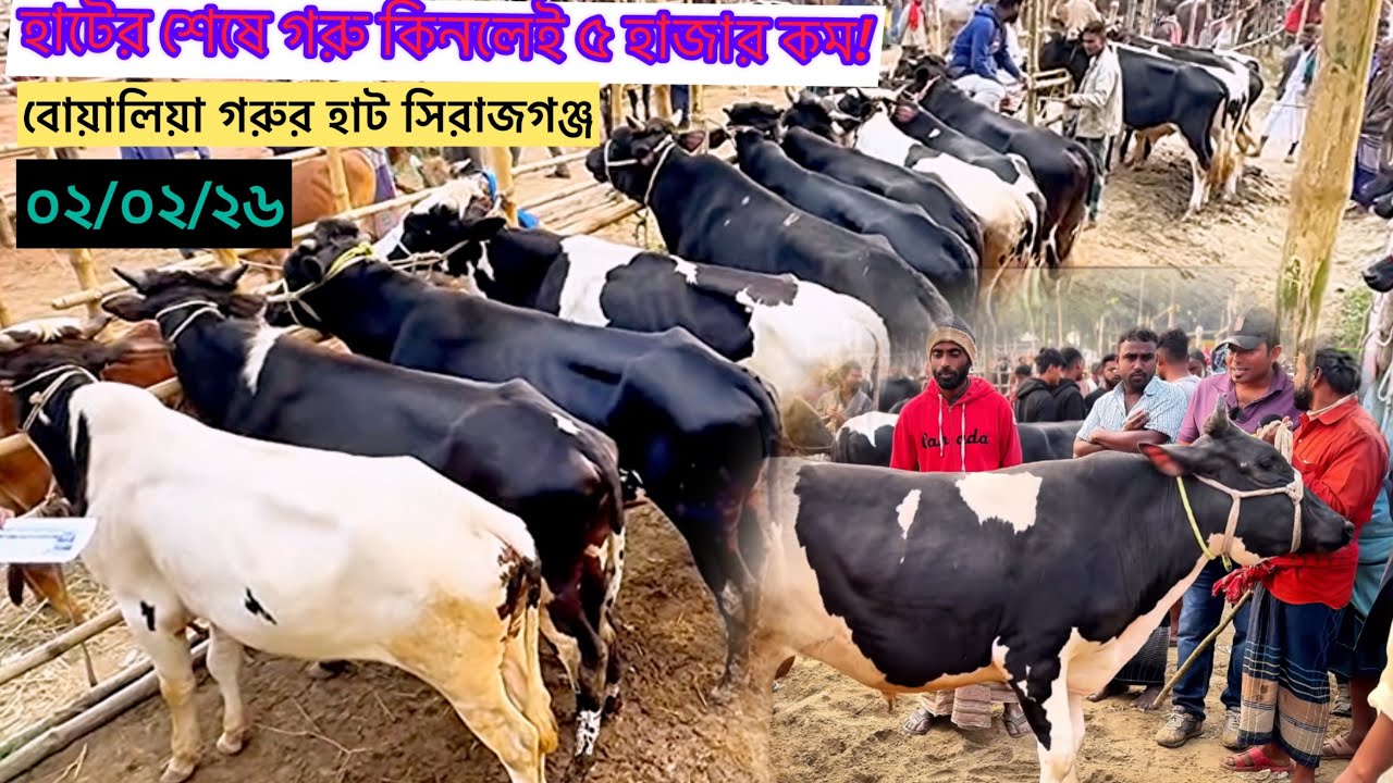 সিরাজগঞ্জের বোয়ালিয়া গরুর হাট থেকে বিভিন্ন ধরনের সস্তায় মাংসের ওজনের এবং পালন উপযোগী  ষাঁড় গরু।