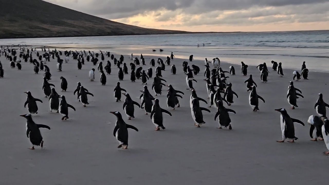 Falklands: Saunders Island as the sun was setting in early April 2026