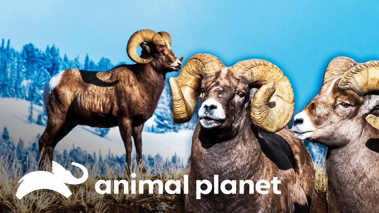 Época de apareamiento de carneros | La vida en Yellowstone | Animal Planet