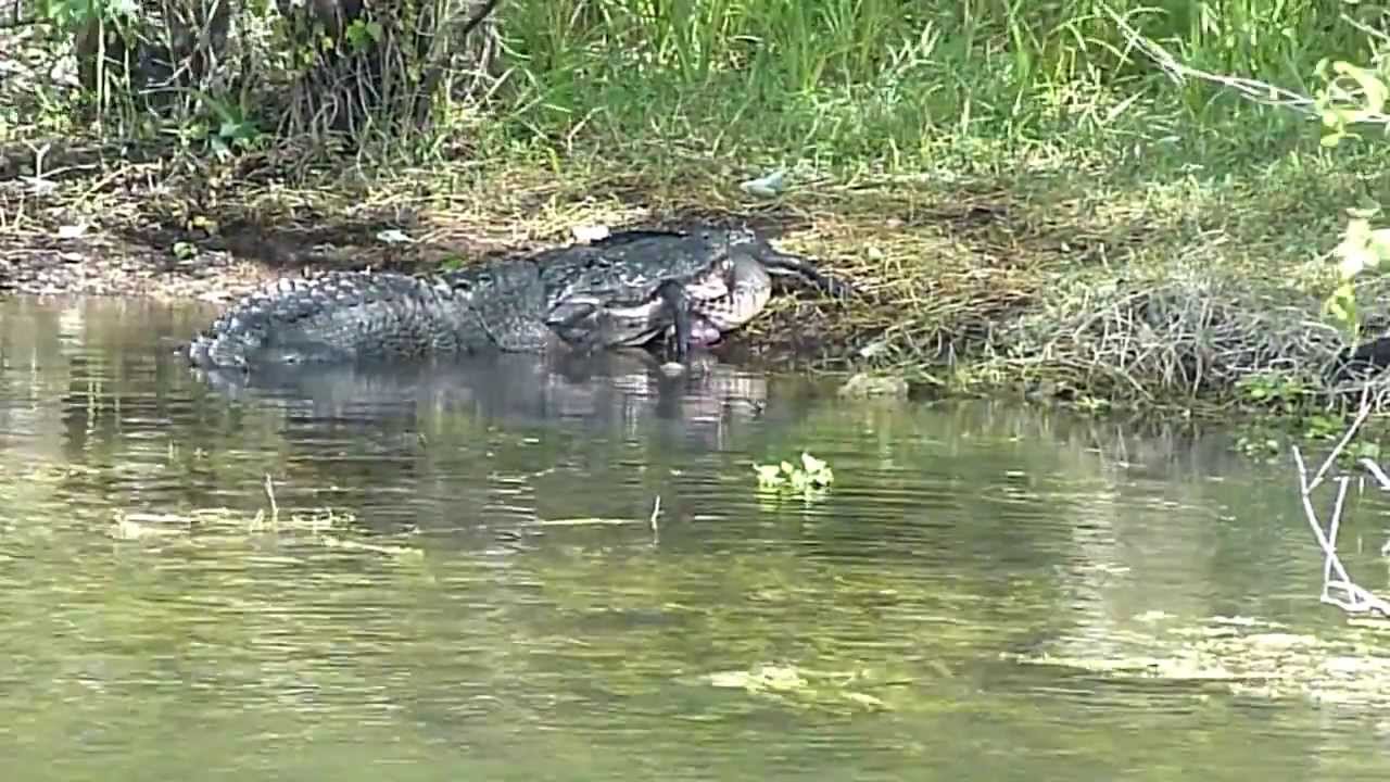 Turner River road, Everglades