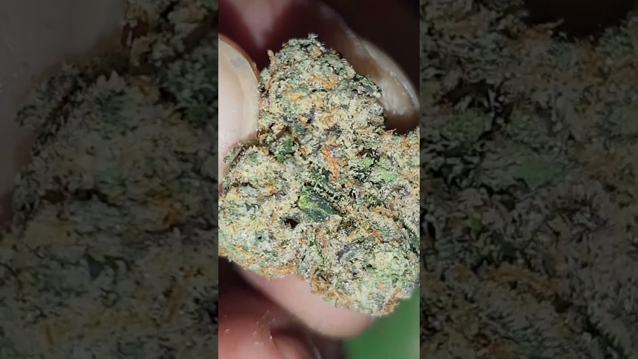 Visual Strain Review: Day Pass by OakFruitLand 🔥🔥🔥