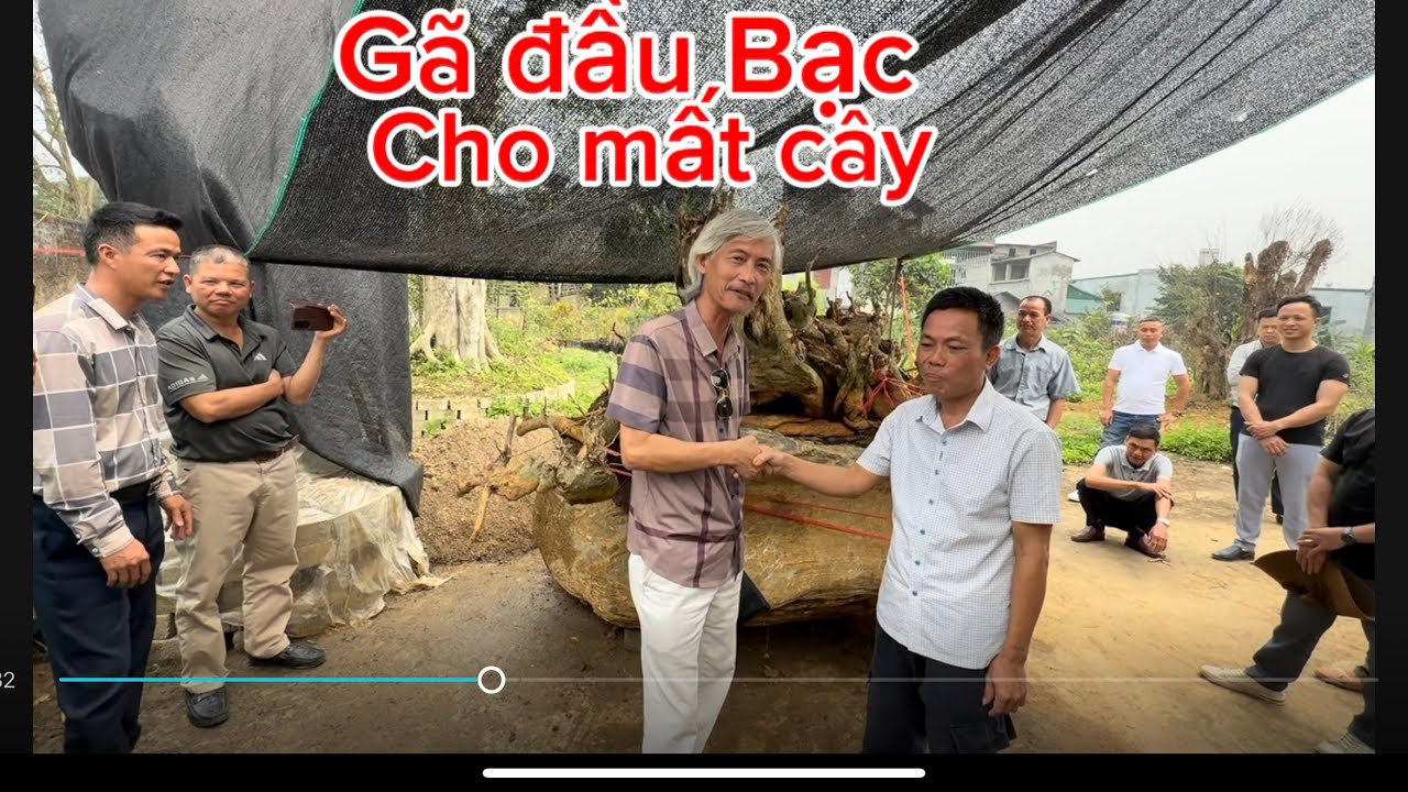 Gã đầu Bạc chốt thành công phôi Duối đá khủng nhất huyện Hàm Yên tỉnh Tuyên Quang