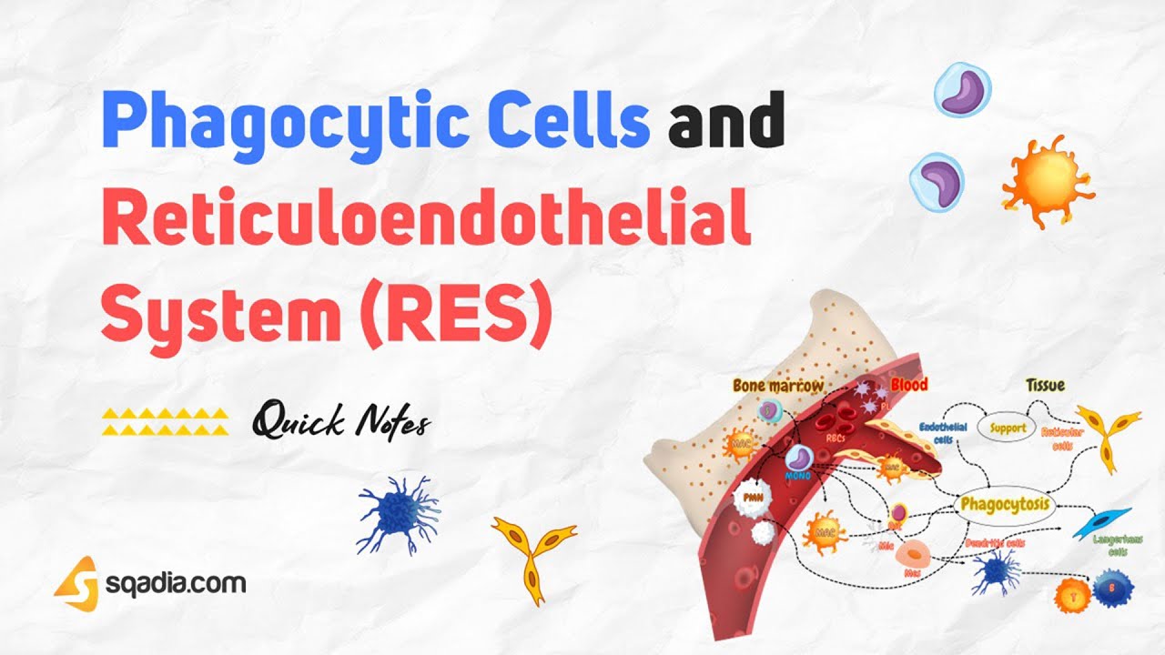 Phagocytic Cells and Reticuloendothelial System (RES)