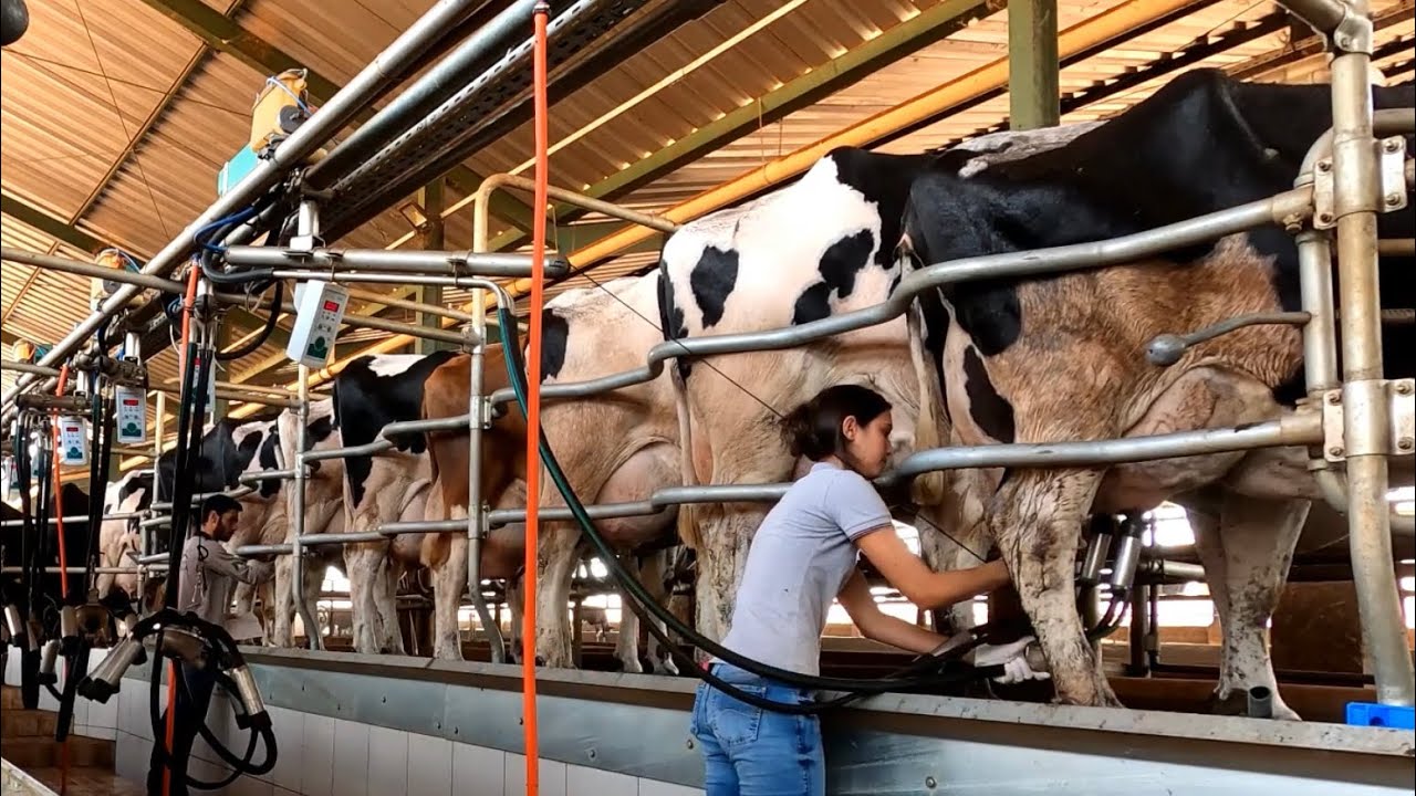 EU E A FERNANDA ORDENHANDO AS VACAS NA FAZENDA DO MEU SOGRO!