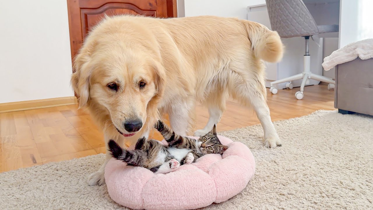 Funny Kitten Protects His Bed From Golden Retriever (So Funny!!)