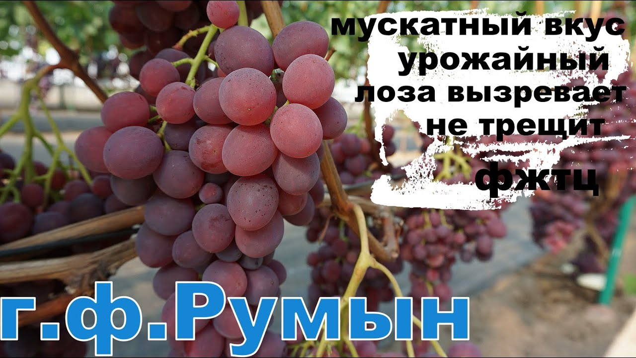 Виноград Лидчины. г.ф.винограда -Румын. Сезон 2025г.