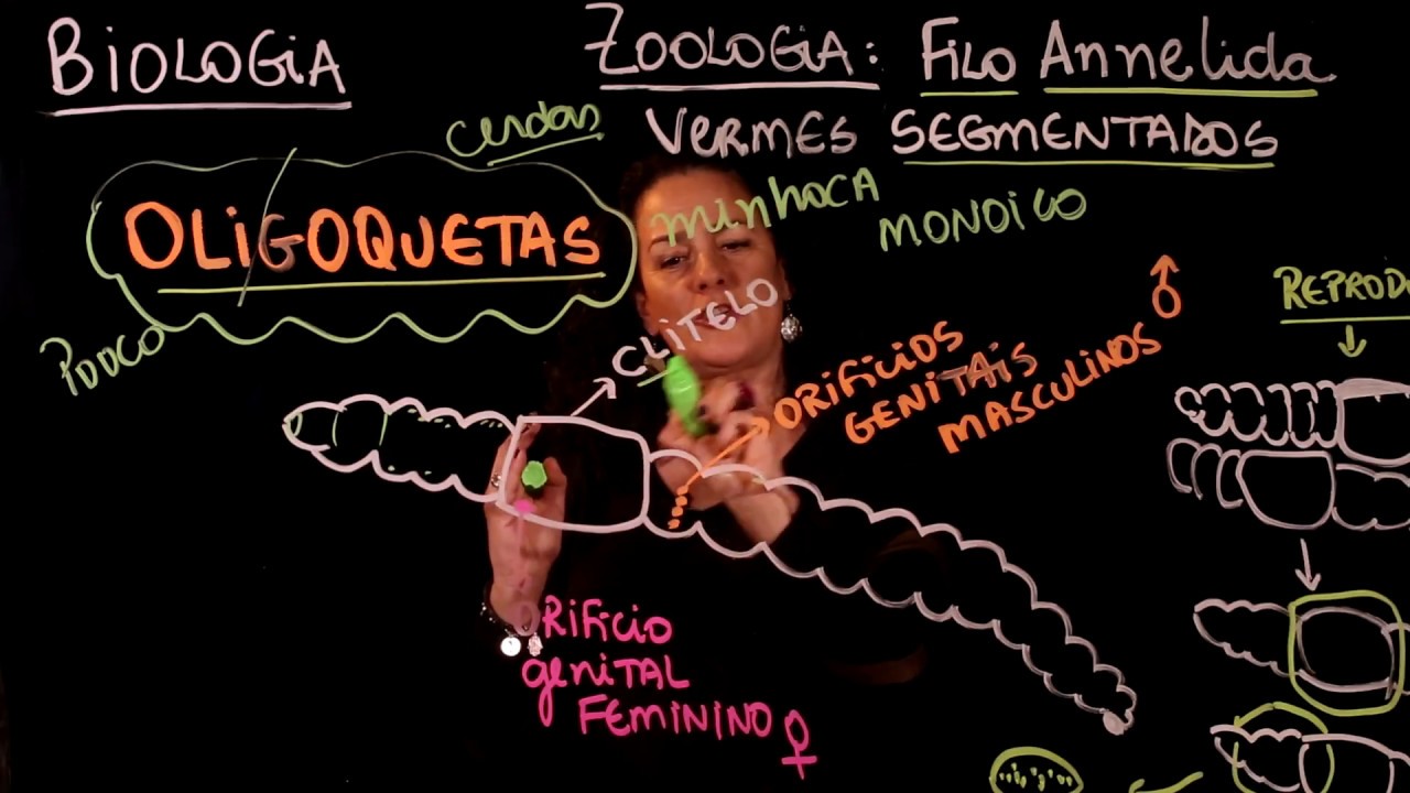 Aula 55 REINO ANIMAL Filo Annelida Anelídeos - Aulas ENEM