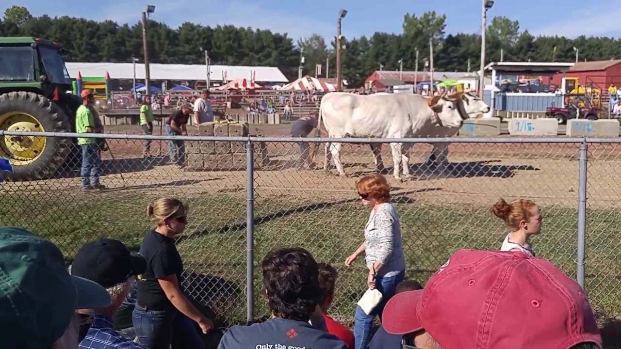 Oxen Pulling