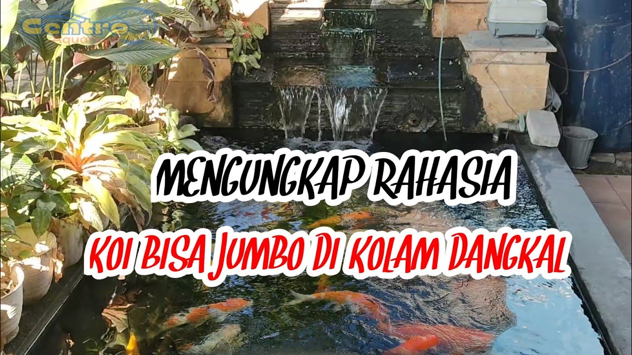 💥MENGUNGKAP RAHASIA KOI BISA JUMBO DI KOLAM DANGKAL