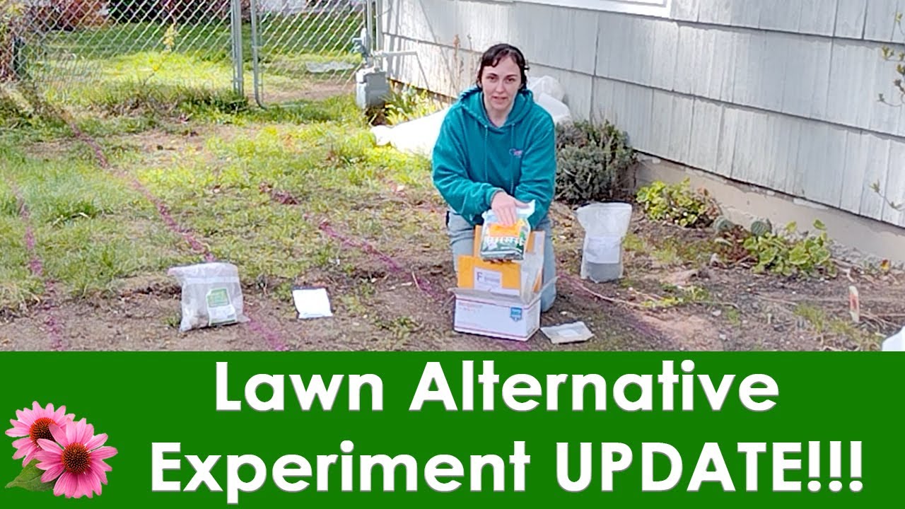 UPDATE! Lawn Alternative Experiment