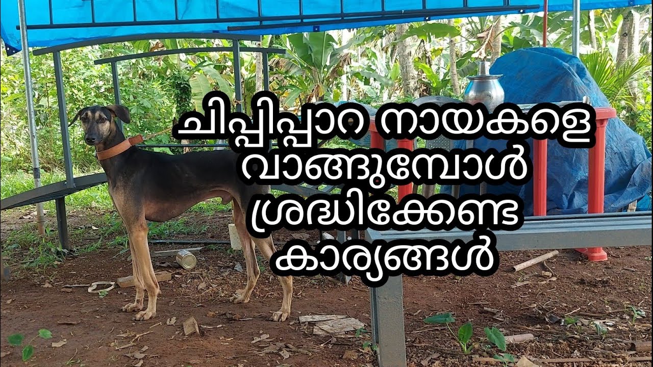 Chippipara dog in Kerala|Kanni|Indian dog breed|Sighthound|തമിഴ് നാട്ടുകാരുടെ വേട്ടപ്പട്ടി|