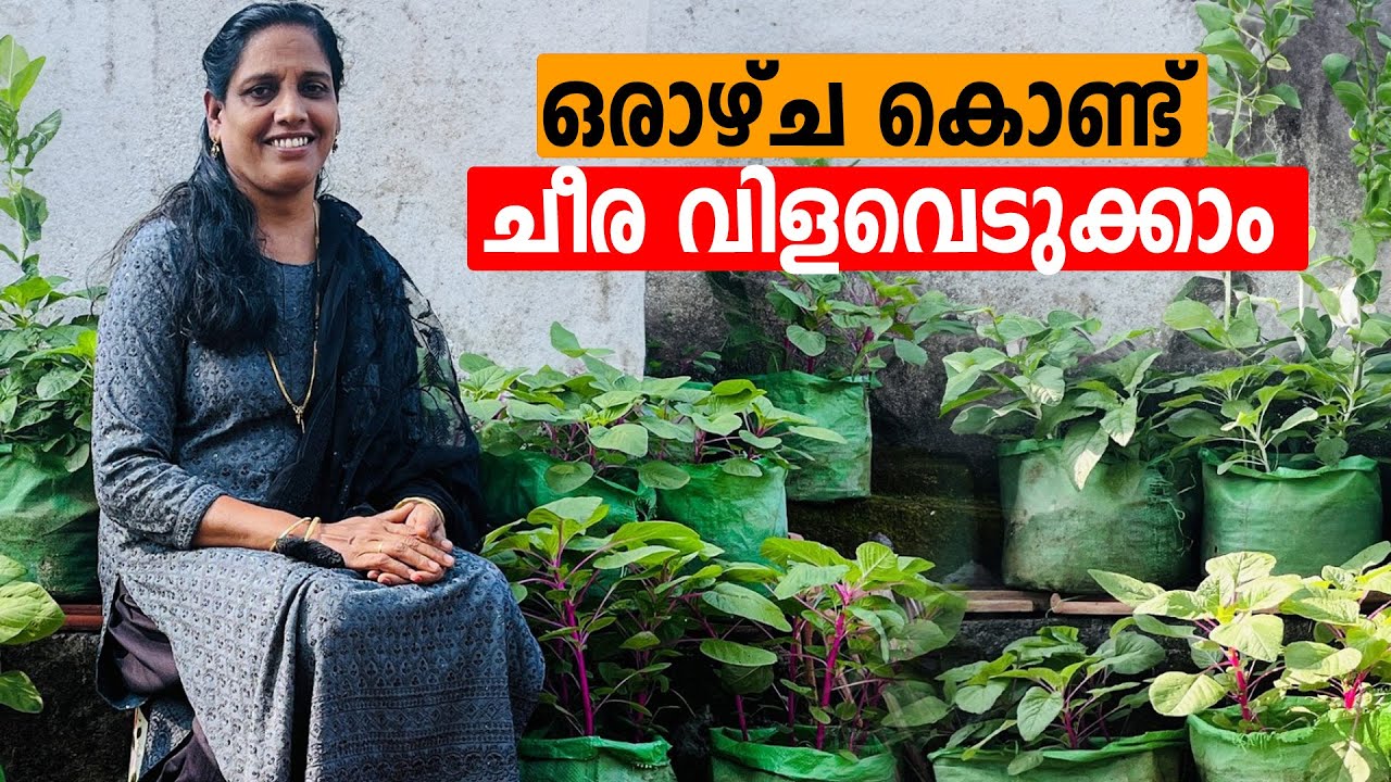 ഈ വളം മാത്രം മതി ഒരാഴ്ച കൊണ്ട് ചീര വിളവെടുക്കാം | Cheera Krishi | Mini's Lifestyle