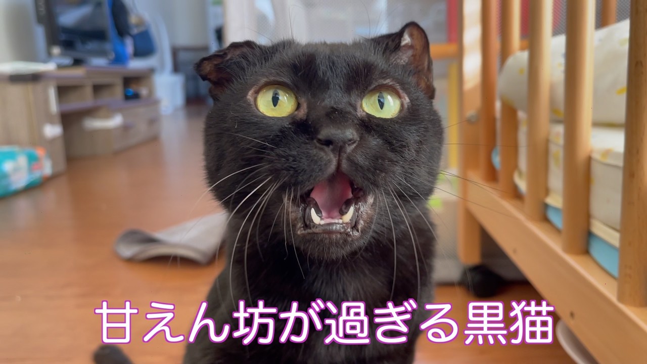甘えん坊が過ぎる黒猫