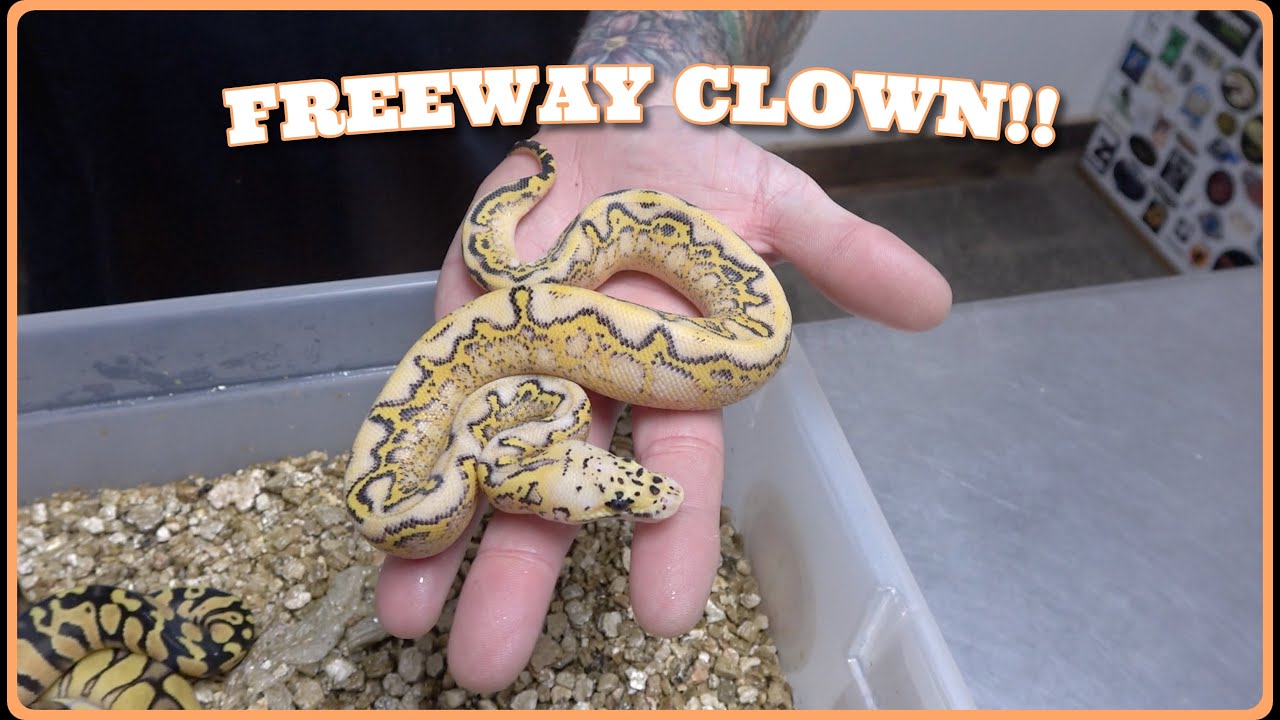 Pastel Freeway Clown Clutch Update #128