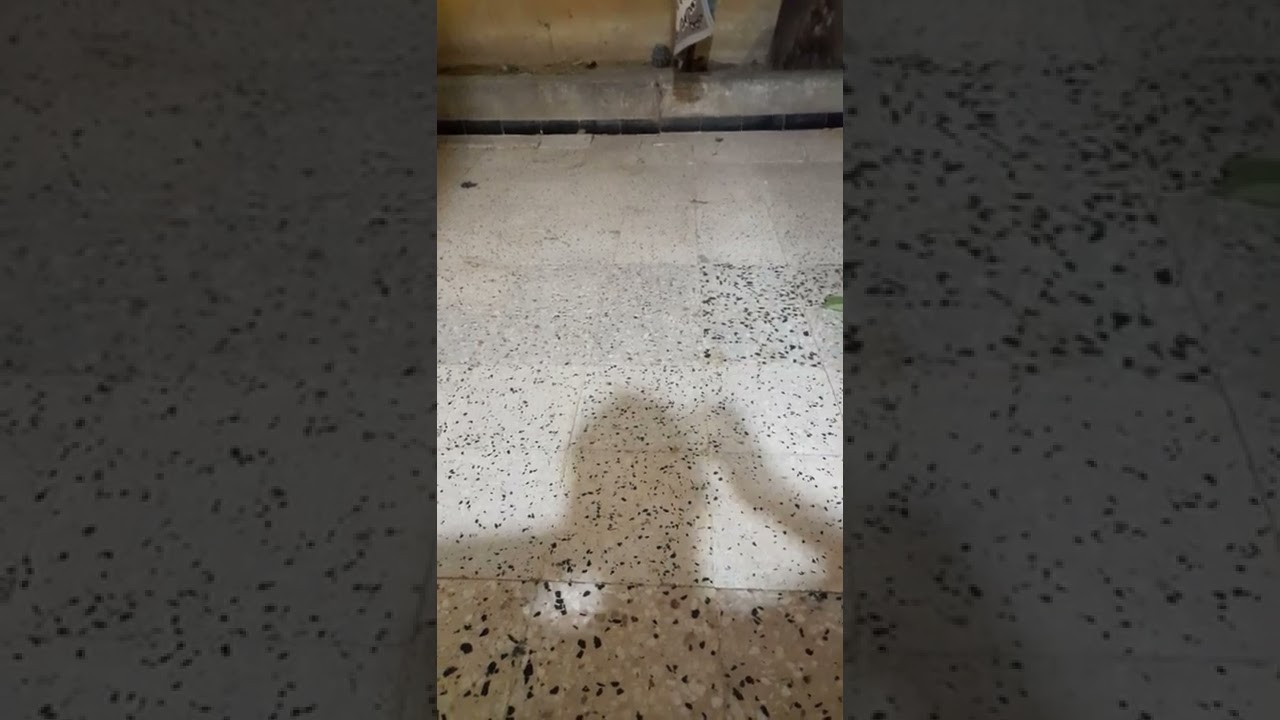 احسن تربية للمقنين