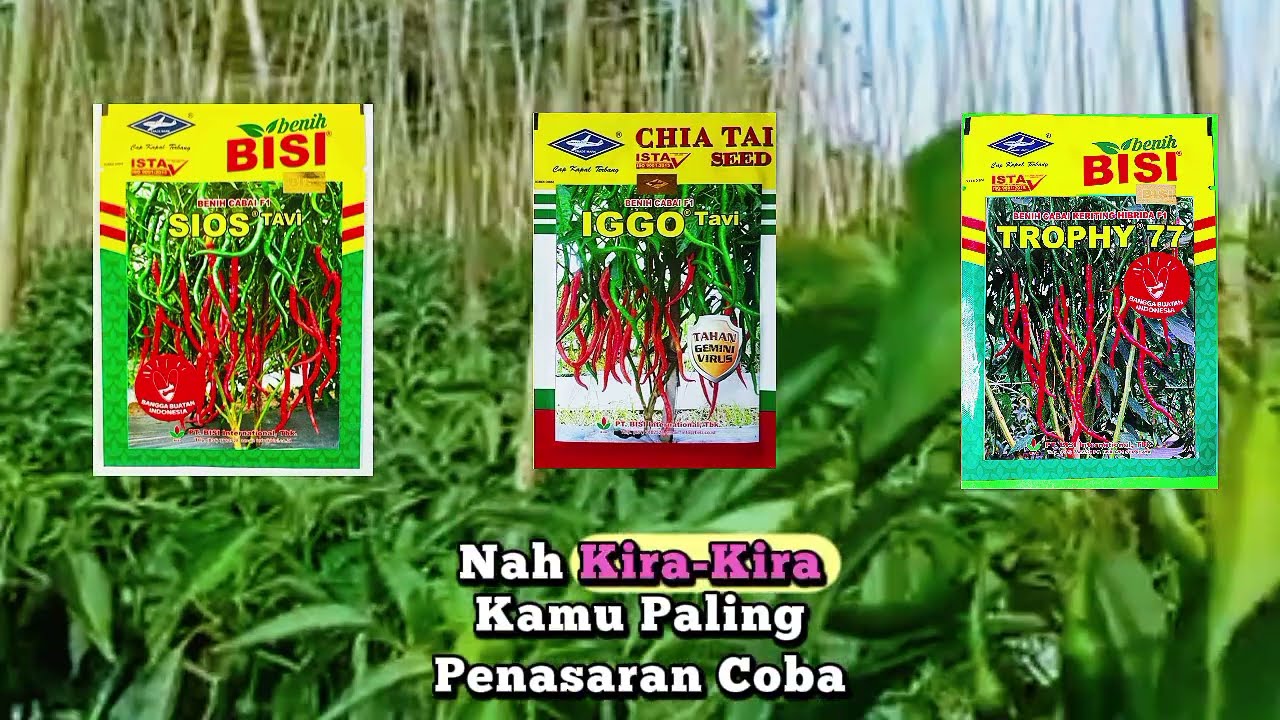 3 Benih cabai keriting paling tahan virus 2025🌶