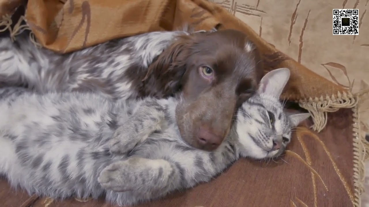 Cute Kittens and Puppies, sweet dogs and cats