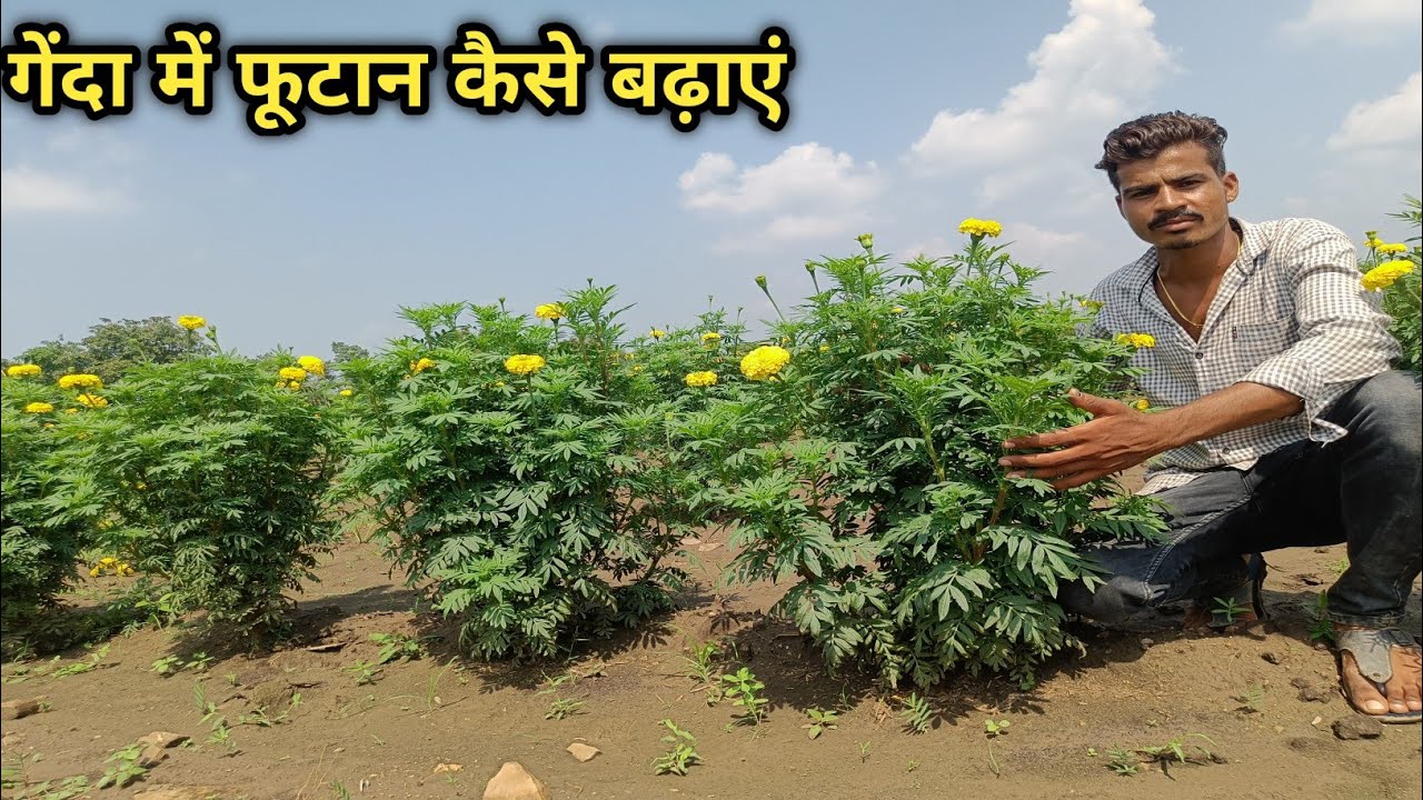 गेंदा में फूटान कैसे बढाएं || गेंदा की खेती की जानकारी || Marigold Farming Information