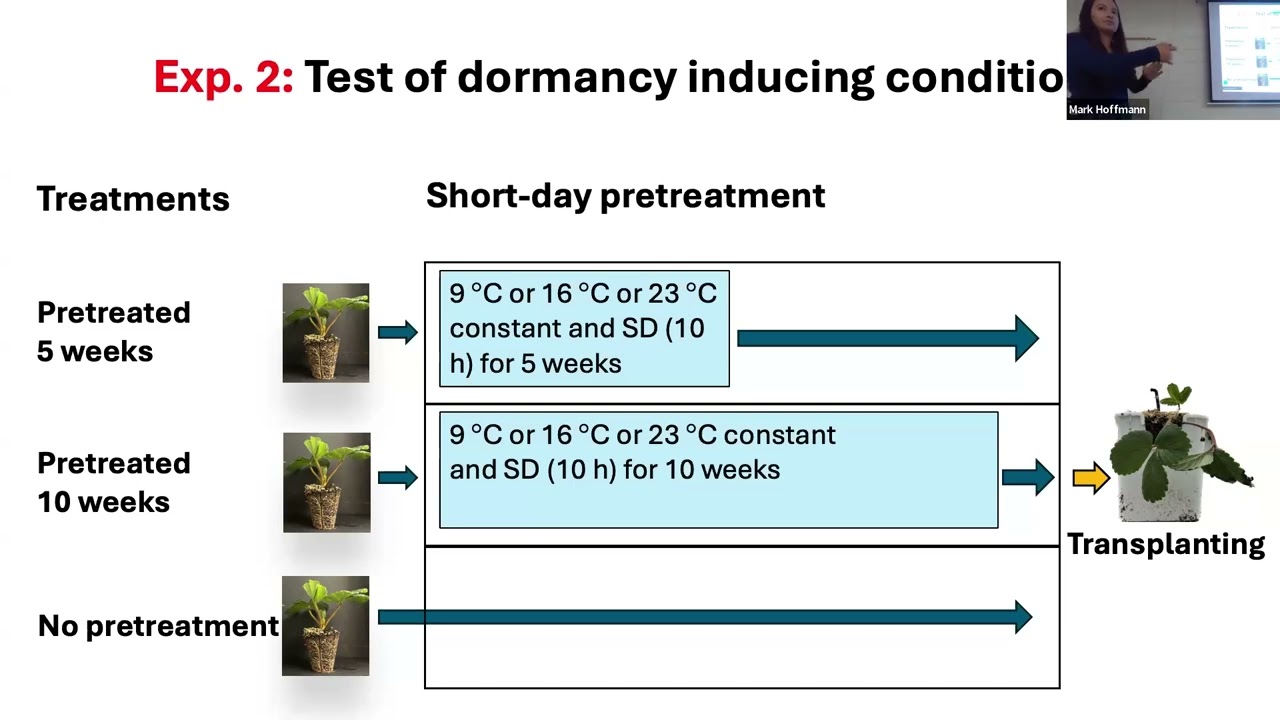 Effect of SD treatment on runnering, DP production and mother plant vigor of ‘Fronteras’ propagation