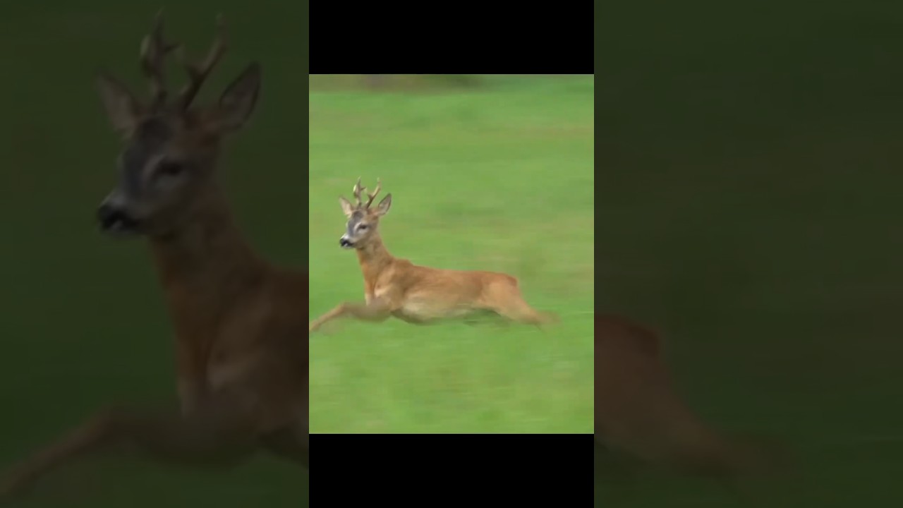 Roe Deer Hunting at Close Range#USAOutdoors #HuntingSeason #PublicLandHunting#DeerHunting