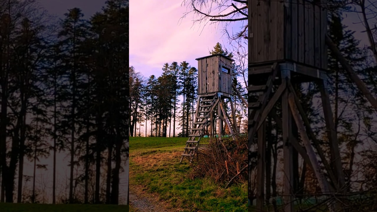 Romantic Winter Trees & Green Meadow | Peaceful Nature Scenery for Relaxation & Healing