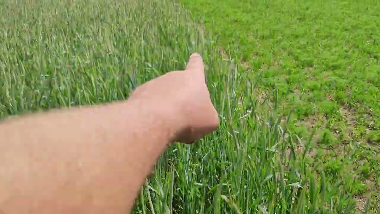 Żyto 10 Dni Po Wsianiu Nostrzyka Czy się Podniosło ? # 125