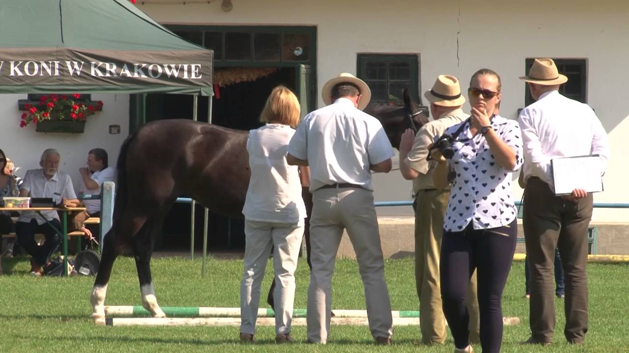 Klikowska Parada Konna - Czempionat - Klacze Roczne - Tarnow 2016