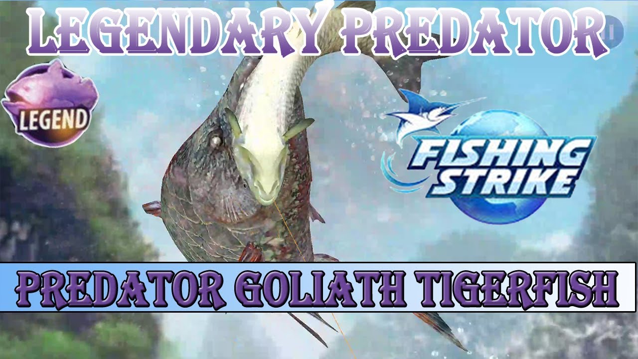 Fishing Strike Yangtze River Legendary Predator Fish - Predator Goliath Tigerfish
